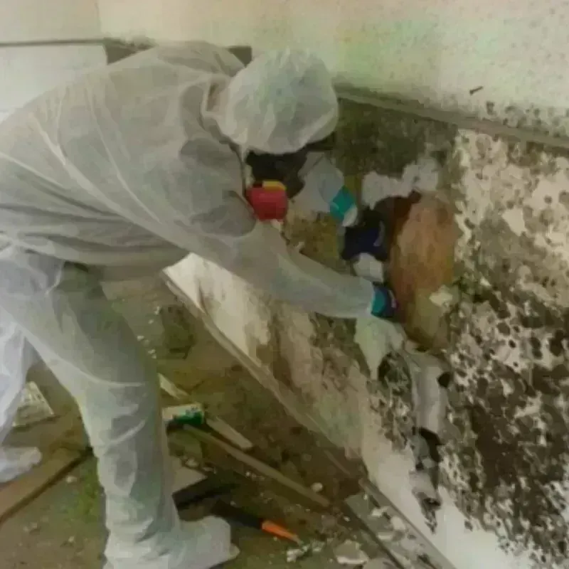 Mold Remediation and Removal in Newport, OH